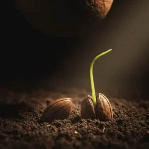 La parabola del Bambu Japones (1)