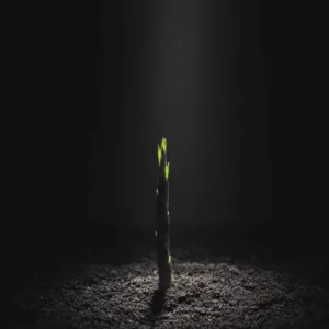 La parabola del Bambu Japones (2)